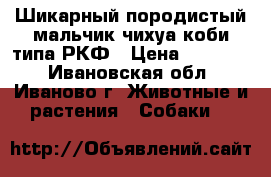 Шикарный породистый мальчик чихуа коби типа РКФ › Цена ­ 20 000 - Ивановская обл., Иваново г. Животные и растения » Собаки   